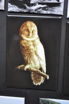 Fridge Magnets ~ Custom, various