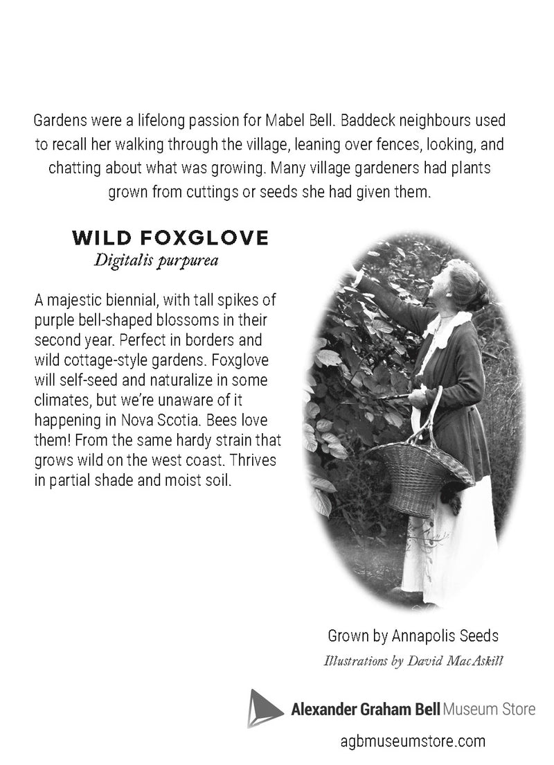 Flowers of Beinn Bhreagh ~ Wild Foxglove