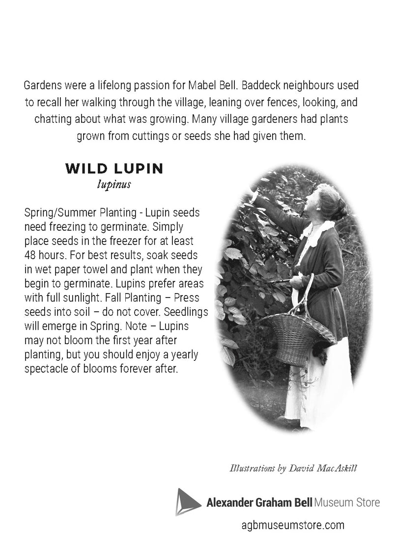 Flowers of Beinn Bhreagh ~ Lupin