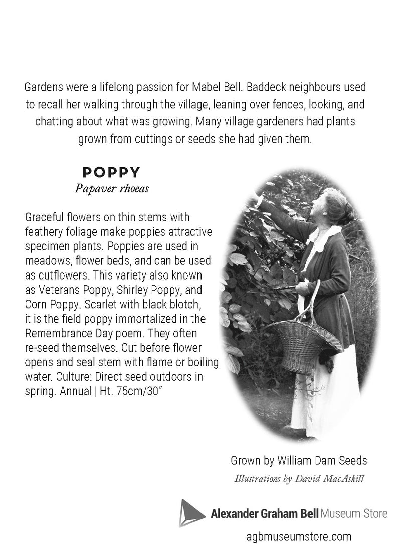 Flowers of Beinn Bhreagh ~ Poppy
