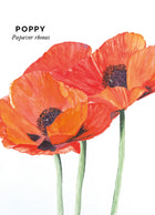 Flowers of Beinn Bhreagh ~ Poppy